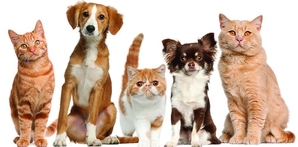Доска объявлений о животных | ЗооТом - продажа, вязка и услуги для животных в Тбилисской