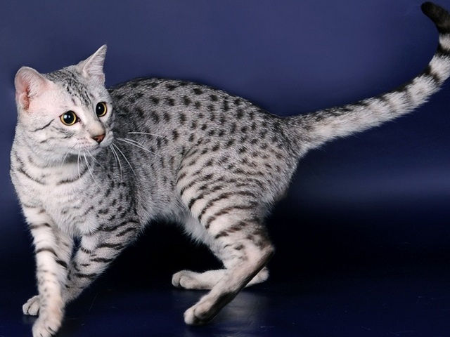 Породы кошек в Тбилисской | ЗооТом портал о животных