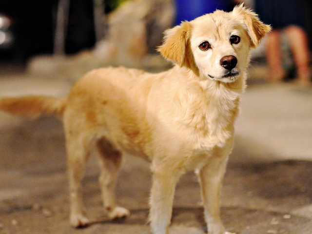 Породы собак в Тбилисской | ЗооТом портал о животных