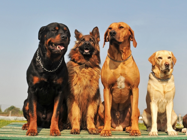 Крупные породы собак в Тбилисской | ЗооТом портал о животных